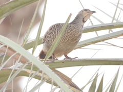 Ortygornis pondicerianus