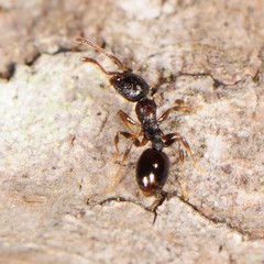 Temnothorax longispinosus