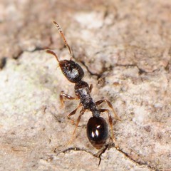 Temnothorax longispinosus