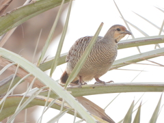 Ortygornis pondicerianus