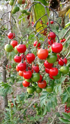 Brazilian Nightshade