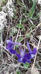 Delphinium bicolor