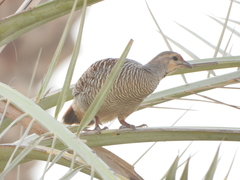 Ortygornis pondicerianus
