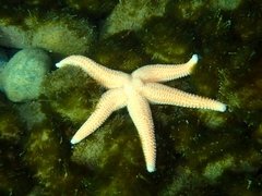 Allostichaster capensis