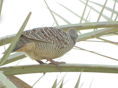 Ortygornis pondicerianus