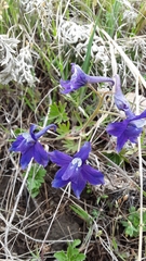 Delphinium bicolor