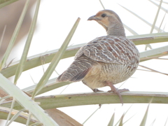 Ortygornis pondicerianus