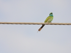 Merops cyanophrys
