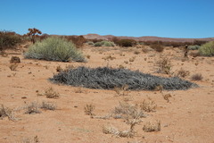 Euphorbia gregaria