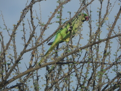 Psittacula krameri