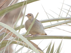 Ortygornis pondicerianus