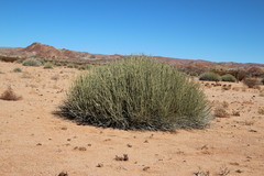 Euphorbia gregaria