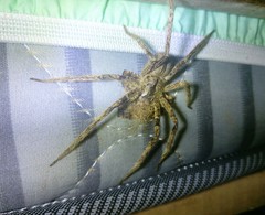 Phoneutria boliviensis