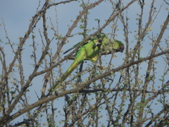 Psittacula krameri