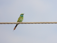 Merops cyanophrys