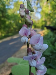 Lathyrus jepsonii californicus