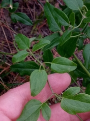 Clematis flammula image