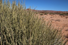 Euphorbia gregaria