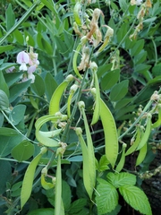 Lathyrus jepsonii californicus