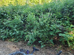 Lathyrus jepsonii californicus