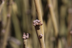 Euphorbia gregaria