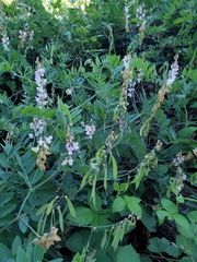 Lathyrus jepsonii californicus
