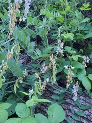 Lathyrus jepsonii californicus