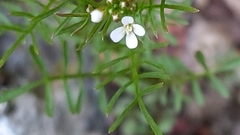 Cardamine parviflora