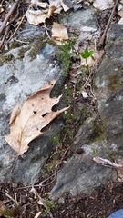 Cardamine parviflora