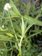 Image of Alternanthera philoxeroides