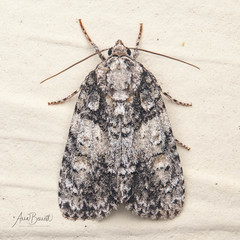 Acronicta increta