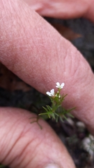 Cardamine parviflora