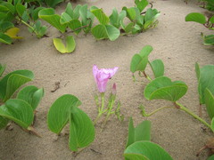 Ipomoea pes-caprae brasiliensis