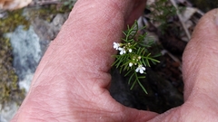 Cardamine parviflora