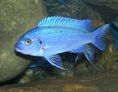 Blue Cobalt Cichlid photo 2