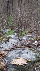 Cardamine parviflora