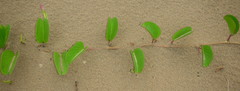 Ipomoea pes-caprae brasiliensis