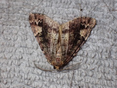 Pseudocoremia leucelaea