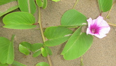 Ipomoea pes-caprae brasiliensis