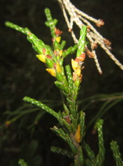 Passerina rigida