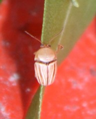 Cryptocephalus brunneovittatus