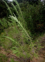 Passerina rigida