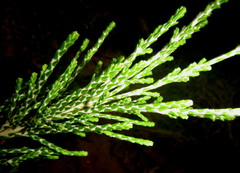 Passerina rigida