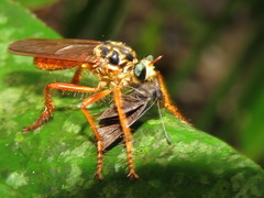 Smeryngolaphria