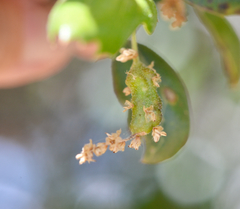 Callirhytis congregata