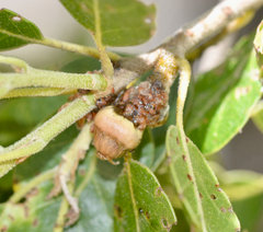 Callirhytis carmelensis