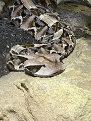 Bitis rhinoceros