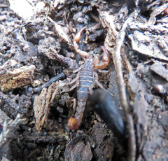 Pseudouroctonus reddelli