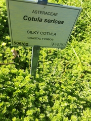 Cotula sericea