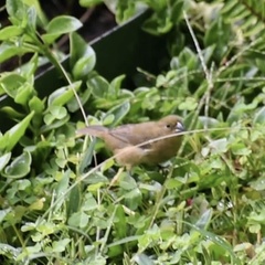 Sporophila nigricollis